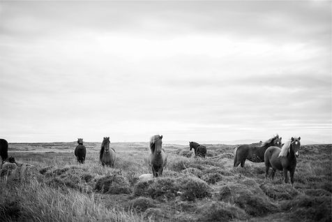 Cavalos selvagens em Black & White
